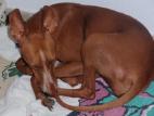 Cirneco Photo